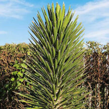 Yucca filifera palmier d'occasion  Pouzauges