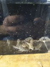 Longfin peppered cory for sale  Bristol