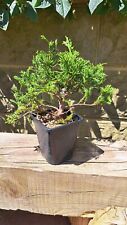 Bonsai raw chinese for sale  NEW MILTON
