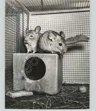 Usado, Chinchillas en juguetes en jaula extraño 1950s Press Photo Spivak segunda mano  Embacar hacia Spain