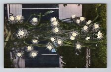 Fl-Florida, Night Blooming Cereus, Vintage Postcard for sale  Shipping to South Africa