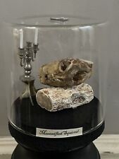 Unique taxidermy mummified for sale  BARNSLEY