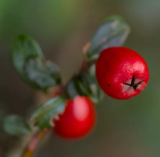 Pyracantha coccinea 50cm usato  Napoli