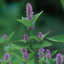 Hyssop seeds non for sale  Tarpon Springs