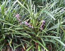 Liriope muscari densiflora for sale  Statesboro