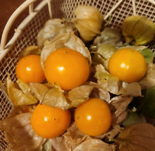 Baya andina Physalis Schönbrunner oro frutas especialmente grandes y aromáticas segunda mano  Embacar hacia Argentina