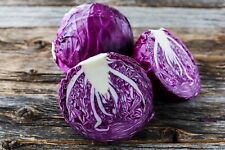 Red cabbage plug for sale  PRESTON