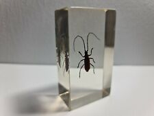 Malaysian jewel beetle for sale  BLACKBURN