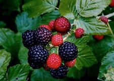 Live black raspberry for sale  Grundy