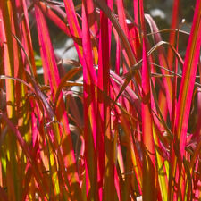 Imperata hardy perennial for sale  IPSWICH