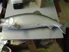 salmon taxidermy for sale  Gunnison