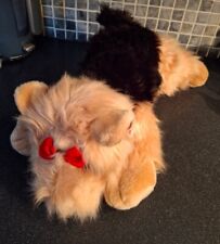 Sasha yorkshire terrier for sale  LINCOLN