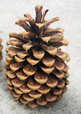 2 Large Sugar Pine Cones Lake Tahoe Nor Cal Christmas Decor Holiday Crafts 5-8" for sale  Shipping to South Africa