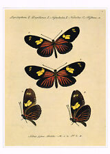 Heliconius erato butterfly for sale  DEREHAM