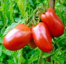 20x italian tomato for sale  DEWSBURY