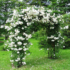 Sementes de rosas brancas para escalada mudas de plantas de jardim de flores (Compre 1 e ganhe 1 15% de desconto) comprar usado  Enviando para Brazil