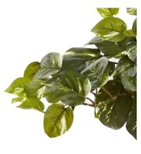pothos for sale  Shipping to South Africa