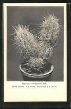 Used, Postcard Opuntia cereiformis web., Mexican cactus  for sale  Shipping to South Africa