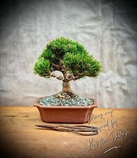 Pinus mugo picobello gebraucht kaufen  Golßen