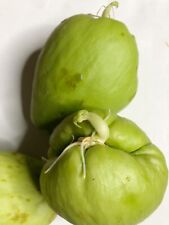 Sprouting chayote choko for sale  Bensalem