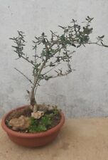 Pre bonsai olivastro usato  Matera