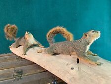 Gray squirrel climbing for sale  Moorhead
