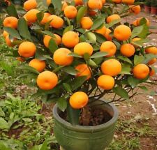 Sementes de laranjeira mandarim - Citrus reticulata Blanco - Planta frutífera - 20/10/40 comprar usado  Enviando para Brazil