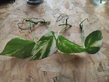 trailing ivy for sale  LONDON
