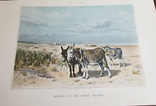 donkey print for sale  Tucson