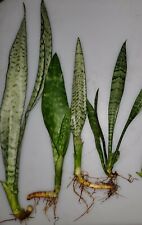 extra large snake plant for sale  USA