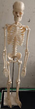 Anatomie modell skelett gebraucht kaufen  Berlin