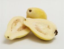 White arabian guava for sale  Carlsbad