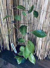 Hoya fischeriana bamboo for sale  Tampa