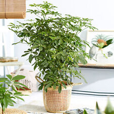 Schefflera nora large for sale  UK