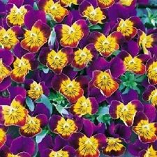 35+ Miniola bicolor coração roxo viola sombra-amorosa/sementes de flores perenes comprar usado  Enviando para Brazil