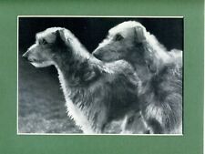 Scottish deerhound puppies for sale  SPALDING