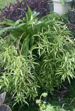 Hawaian spider plants for sale  Hopkinsville