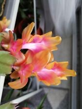 Thanksgiving cactus schlumberg for sale  SUTTON