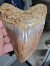 megalodon teeth for sale  Lexington