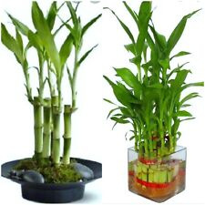 Lucky bamboo plant for sale  Sugar Land