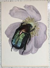 Beetle insect purple for sale  LIVERPOOL