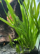 Aquarium pflanze vallisneria gebraucht kaufen  Gerstetten