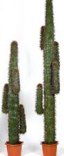 Pianta cactus artificiale usato  Casapesenna