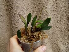 Rare porroglossum echidna for sale  HALSTEAD