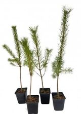 Scots pine trees for sale  STIRLING