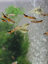 Fry endlers mint for sale  LONDON