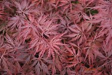 japanese red laceleaf maple for sale  USA