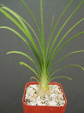 Plant beaucarnea recurvata for sale  Miami