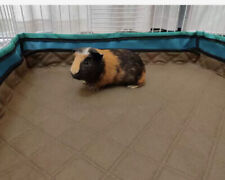 Guinea pig cage for sale  Shipping to Ireland