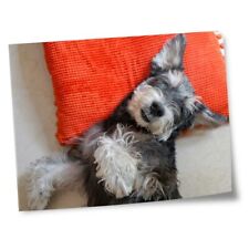 8x10" Prints(No frames) - Miniature Schnauzer Puppy Dog  #21887 segunda mano  Embacar hacia Argentina